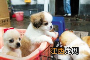 星期狗是怎么造成的