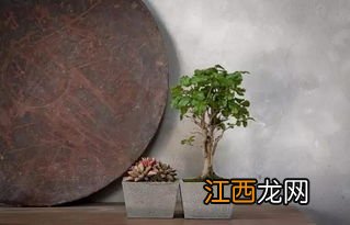 为什么花盆底下都有一个洞