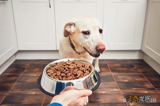 家里的狗狗挑食怎么办 两个月狗狗挑食怎么办