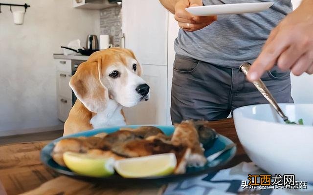 家里的狗狗挑食怎么办 两个月狗狗挑食怎么办