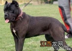 卡斯罗幼犬怎么喂养