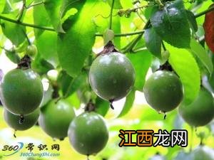 百日咳怎么治？治疗百日咳的偏方