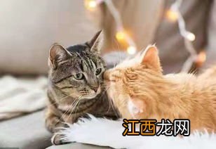 猫的寿命一年是多少岁