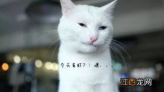 猫能吃咸的吗