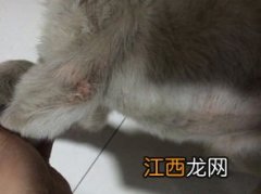 狗狗一直挠痒痒怎么回事