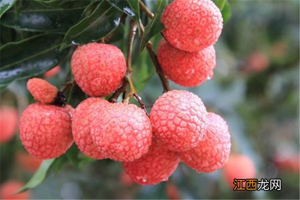 最护肝的水果 最养肝护肝的水果排行榜