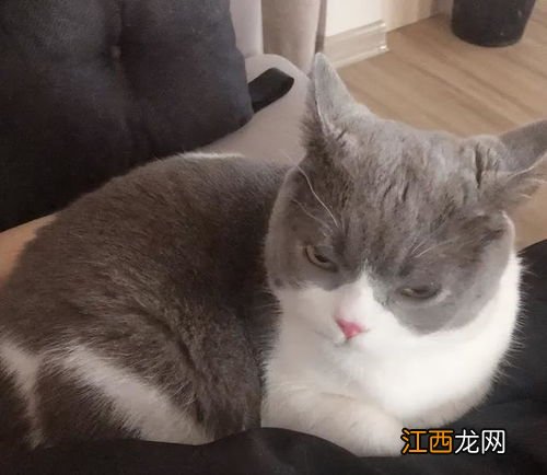 猫咪可以上飞机吗