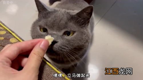 猫能吃面包吗