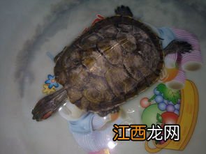 乌龟眼睛凹进去了是不是死了