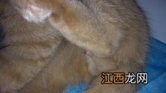 猫咪拔了尿管还是尿不出来怎么办