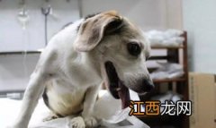 狗狗需要做绝育吗