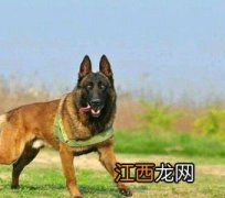 马犬掉毛的时间讲解 马犬掉毛吗