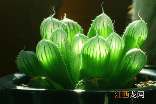 冬天养玉露要注意什么 玉露冬天怎么养