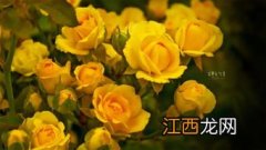 母亲节送这4种花给母亲 母亲节送什么花给母亲