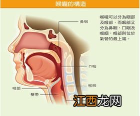 嗓子的读音是什么