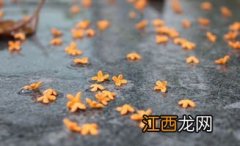 仲秋赏桂正当时 秋天桂花长什么样子图