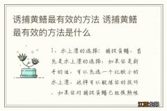 诱捕黄鳝最有效的方法 诱捕黄鳝最有效的方法是什么