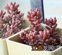 怎么养殖虹之玉颜色鲜红 虹之玉怎么养出鲜红色