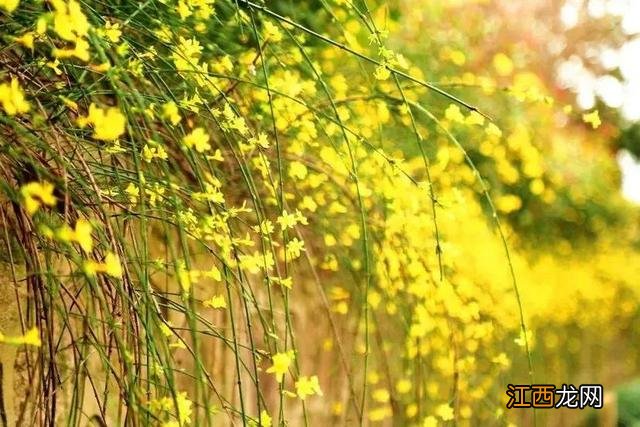 迎春花也叫金腰带 迎春花是啥花