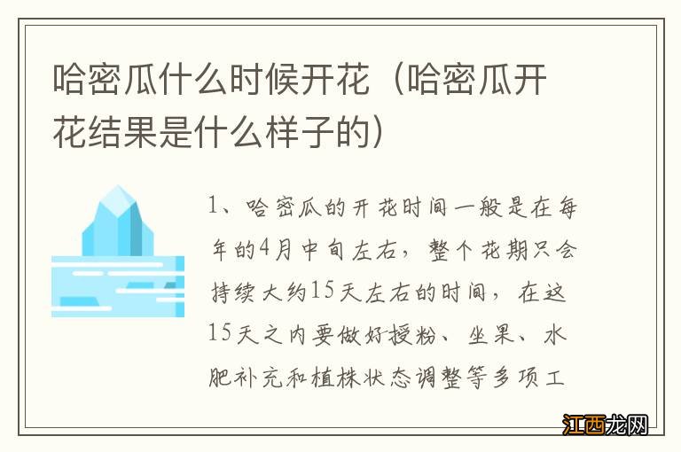 哈密瓜开花结果是什么样子的 哈密瓜什么时候开花