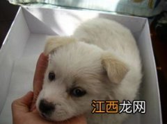 楼房养什么犬种合适