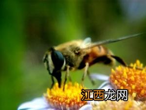 被蜂蜇了怎么办？被蜂蜇后的急救方法