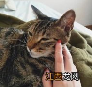 猫哪里能摸哪里不能摸