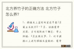 北方养竹子的正确方法 北方竹子怎么养？