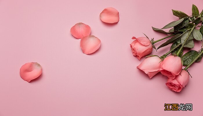 紫色玫瑰花语是什么意思 紫色玫瑰花语