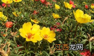 太阳花种植妙招 太阳花的种植方法