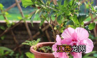 木槿花饲养方法 木槿花养殖方法