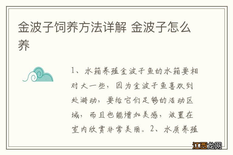 金波子饲养方法详解 金波子怎么养