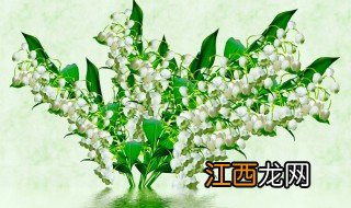 铃兰种子种植方法步骤 铃兰播种的步骤