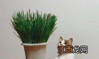 种猫草步骤 怎么种猫草