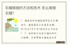 石榴嫁接的方法和技术 怎么嫁接石榴？