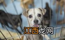 认识狂犬病 多一份认知就少点恐慌