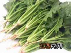 如何挑选新鲜菠菜？新鲜菠菜的挑选方法