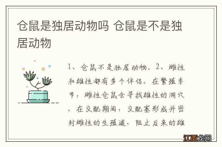 仓鼠是独居动物吗 仓鼠是不是独居动物