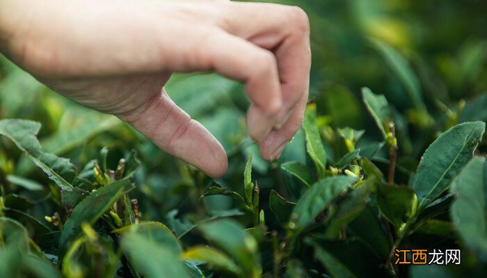 茶树的生长环境有哪些要求口诀 茶树的生长环境有哪些要求