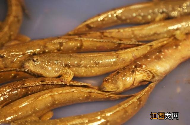 这六种时令江河鲜正当造 未熟的河鲜有哪些