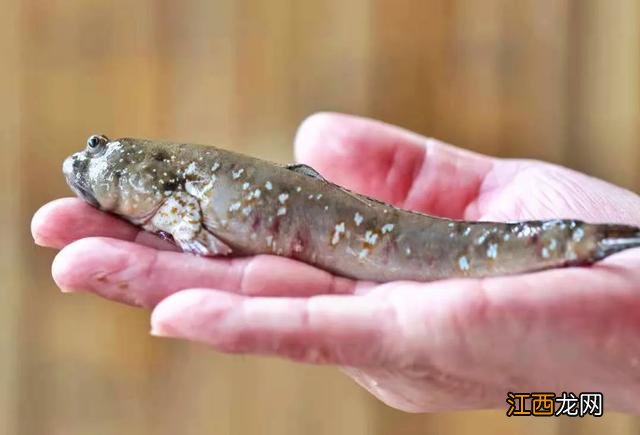 这六种时令江河鲜正当造 未熟的河鲜有哪些