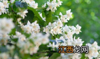 怎么养茉莉花鲜切花 怎么养茉莉