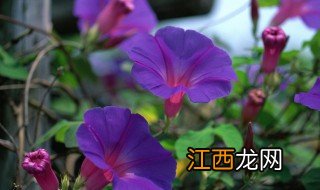 各种花开放的时间是几点 各种花开放的时间大概是几点