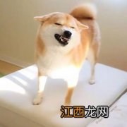 柴犬味道大吗