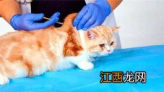 猫咪疫苗可以提前打吗