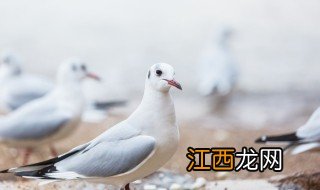 鸽子象征什么 鸽子的简介