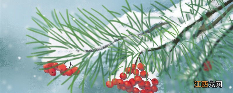 红豆杉的养殖方法和注意事项 红豆杉的养殖方法