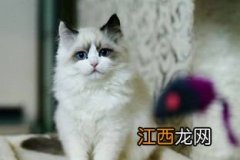 布偶猫能吃鱼吗