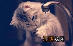 上厕所猫咪为什么喜欢守在旁边