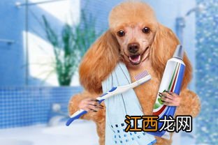 幼犬几个月用磨牙棒